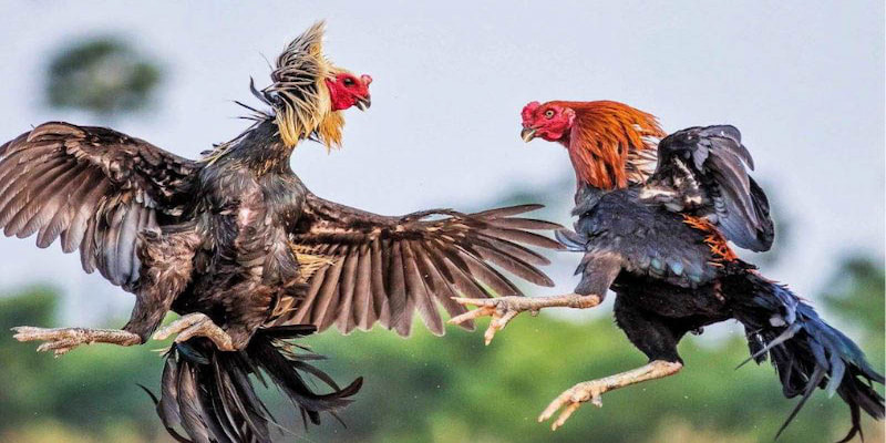 Chiến kê bất bại làm chủ mọi đấu trường